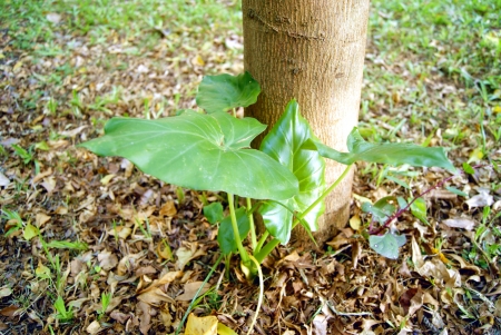 Green plants and withered leaves の写真素材