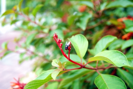 red flowers