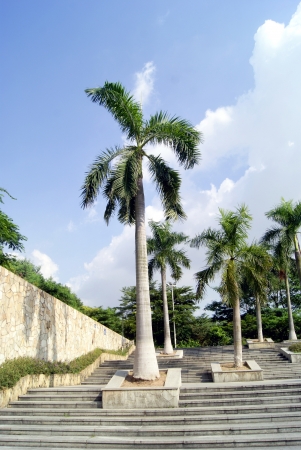 Coconut treeの写真素材