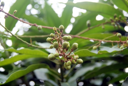 Mango trees and small mango の写真素材