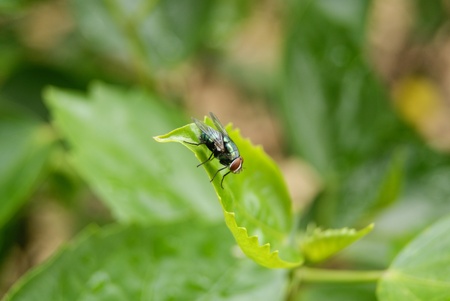 A black fly above the green leaves の写真素材