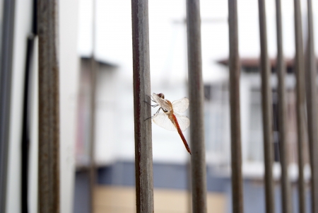 dragonfly の写真素材
