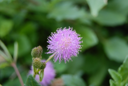 Spherical flower の写真素材