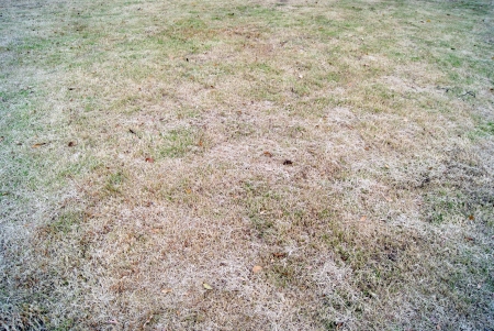 lawn の写真素材