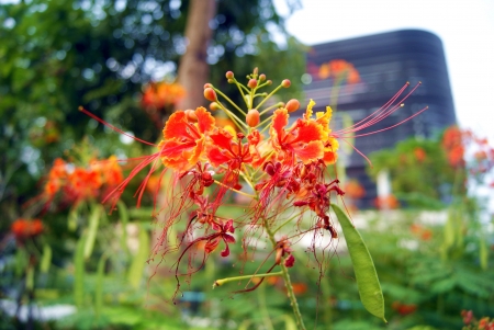 flowers の写真素材