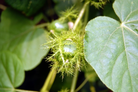 Wild watermelon の写真素材
