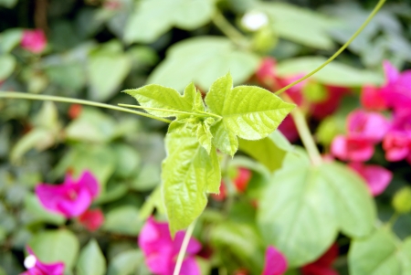Wild watermelon cany bud の写真素材