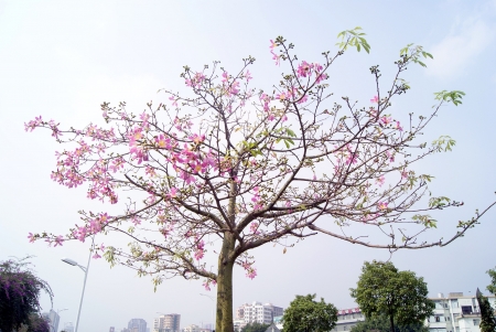 Open full red flower trees の写真素材