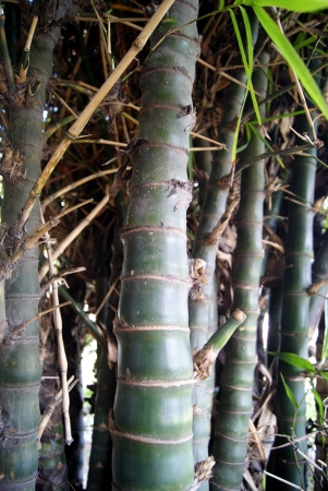 bamboo の写真素材