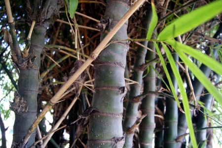 bamboo の写真素材