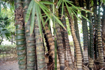 bamboo の写真素材