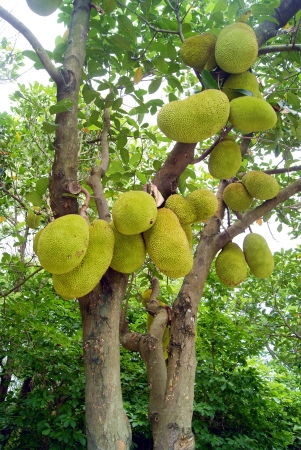 Jackfruit tree and fruitの写真素材