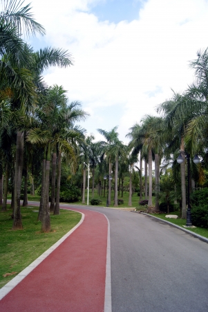 Roads and trees landscapeの写真素材