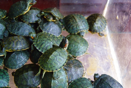 tortoise の写真素材