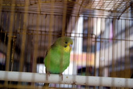 A caged parrot 