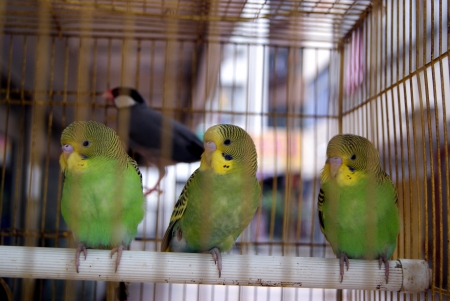 A caged parrot の写真素材