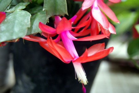 flowersの写真素材