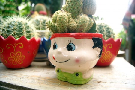 Prickly pear の写真素材