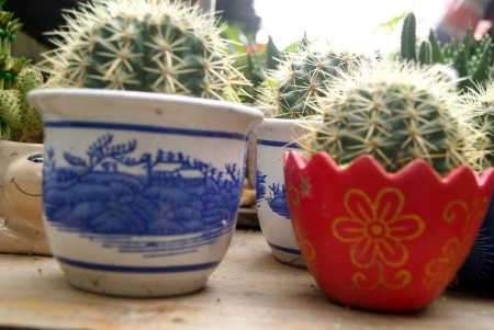 Prickly pear の写真素材