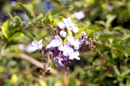 Butterfly in the gardenの写真素材