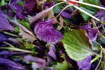 Perilla frutescens の写真素材