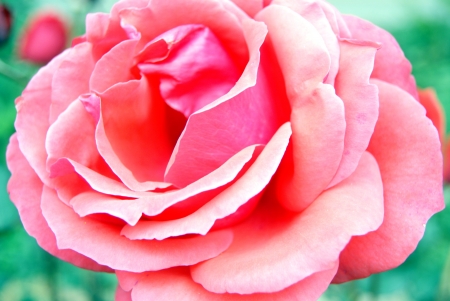 Red roseの写真素材