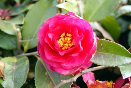 Flowersの写真素材