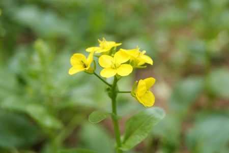 cauliflower の写真素材