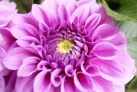 flowers の写真素材