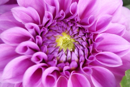 flowers の写真素材