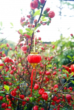 Chinese flowering crab-apple and small lanterns の写真素材