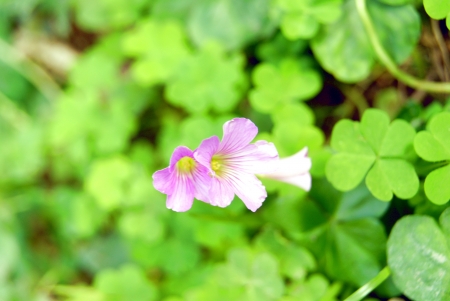flowers の写真素材