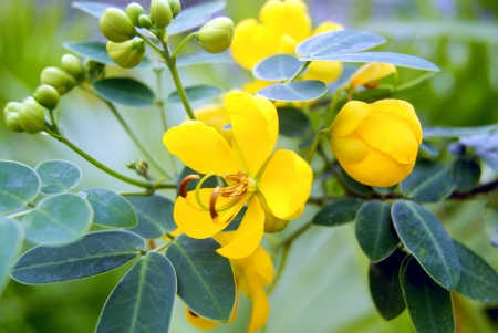 flowers の写真素材