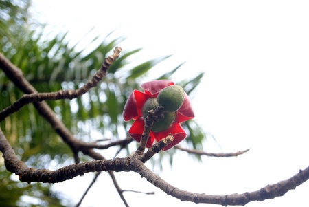 Flowers and flower buds 