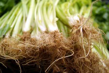 celery の写真素材