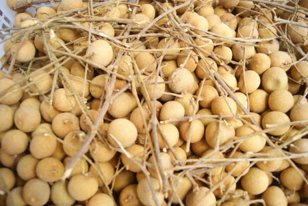 longan 