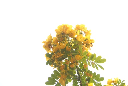 flowers の写真素材