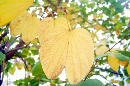 Yellow leaves の写真素材