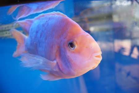 Aquarium fish 