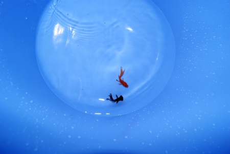 Small goldfish swimming in the water の写真素材