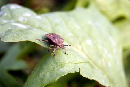 An insect on lettuce leaves 