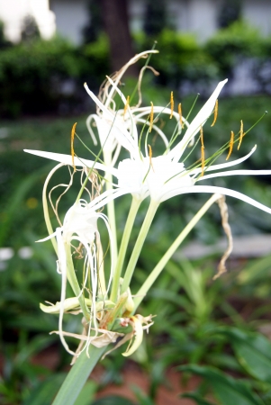 orchid の写真素材