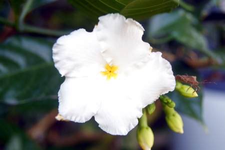 White gardenia の写真素材