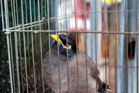Caged birdの写真素材