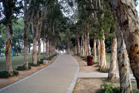 The tree-lined road