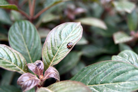 Closeup of a ladybug on the leafの写真素材