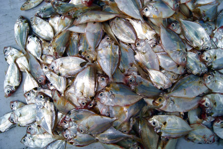Closeup of fishes