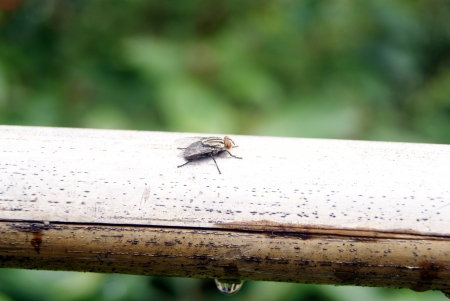 Lie prone on the bamboo fly の写真素材