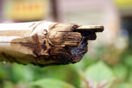Bamboo pole of the port の写真素材