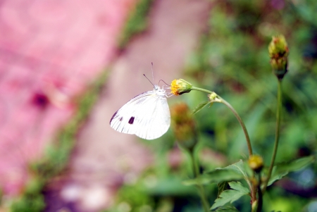 The butterfly の写真素材